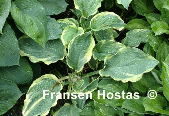 Hosta Allegan Gent